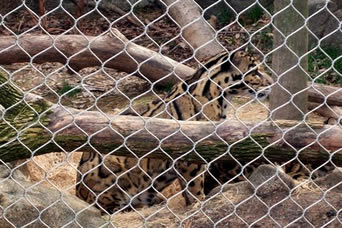 Un leopardo es incluido por la malla de acero inoxidable anudada del parque zoológico del cable