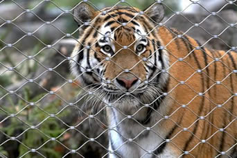 Un tigre está mirando fijamente hacia fuera a través del agujero del tipo malla de acero inoxidable de la virola del parque zoológico del cable