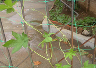 6,5 pies de guardia plástico Protector Trellis de Mesh Netting Hdpe Garden Leaf