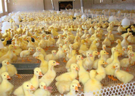 La red plástica de las aves de corral de la resistencia de desgaste para la alimentación del pato del pollo y el animal protegen