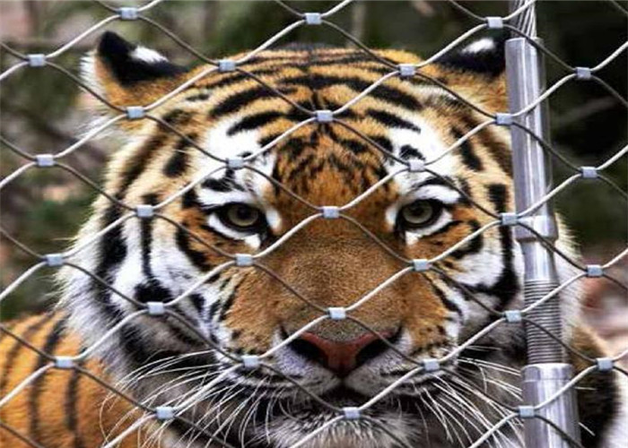 malla de la cuerda de 7x19 1.5m m Ss 20 años de Tiger And Parrot Use Zoo
