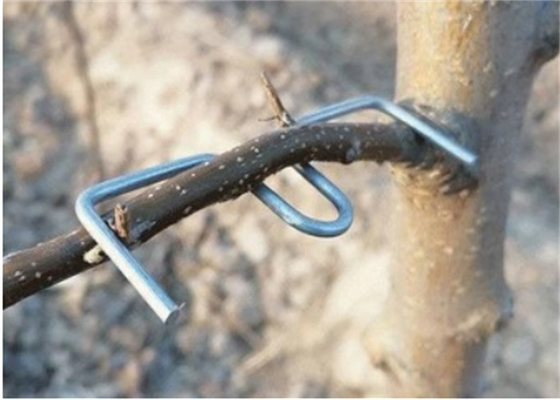 13 cm de longitud Galvanizado de la rama del árbol herramienta de prensado Furit árboles de uso
