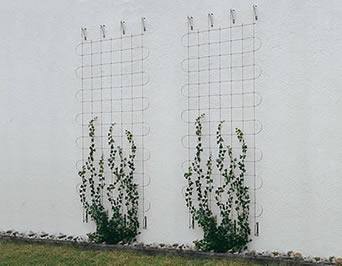 Dos pequeñas fachadas greening con los modelos cuadrados se utilizan para animar las plantas que suben.