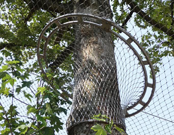 La articulación entre la red de la pajarera y un árbol alto es una red densa que previene con eficacia pájaros del vuelo hacia fuera.