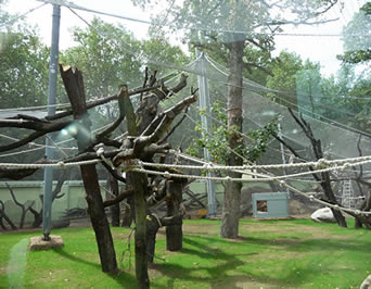 Una red grande de la pajarera que atraviesa sobre muchos árboles a permite que los pájaros tengan sitio amplio de volar hacia adelante y hacia atrás.